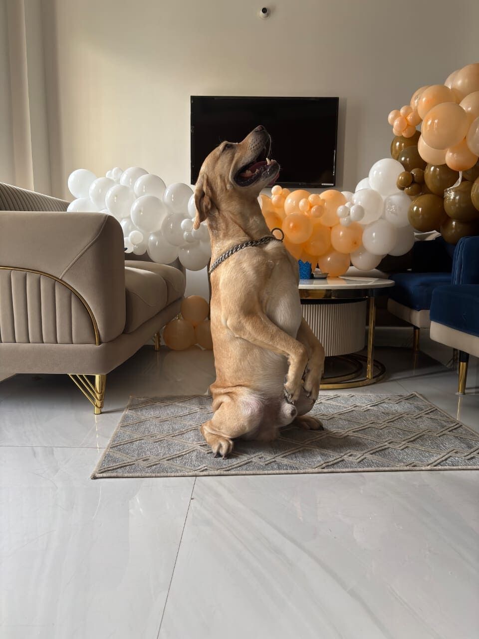 Hyderabad, Pet Sitting, Dog Trainer Hyderabad | Professional Training For Your Dog