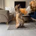 Dog Trainer Hyderabad | Professional Training For Your Dog