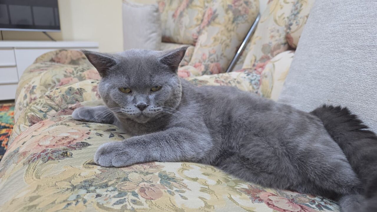 Khobar, Pet Adoption, British Short Hair Male