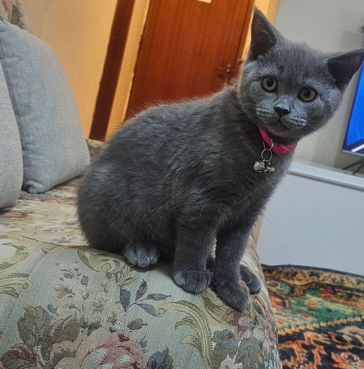 Khobar, Pet Adoption, British Short Hair Male
