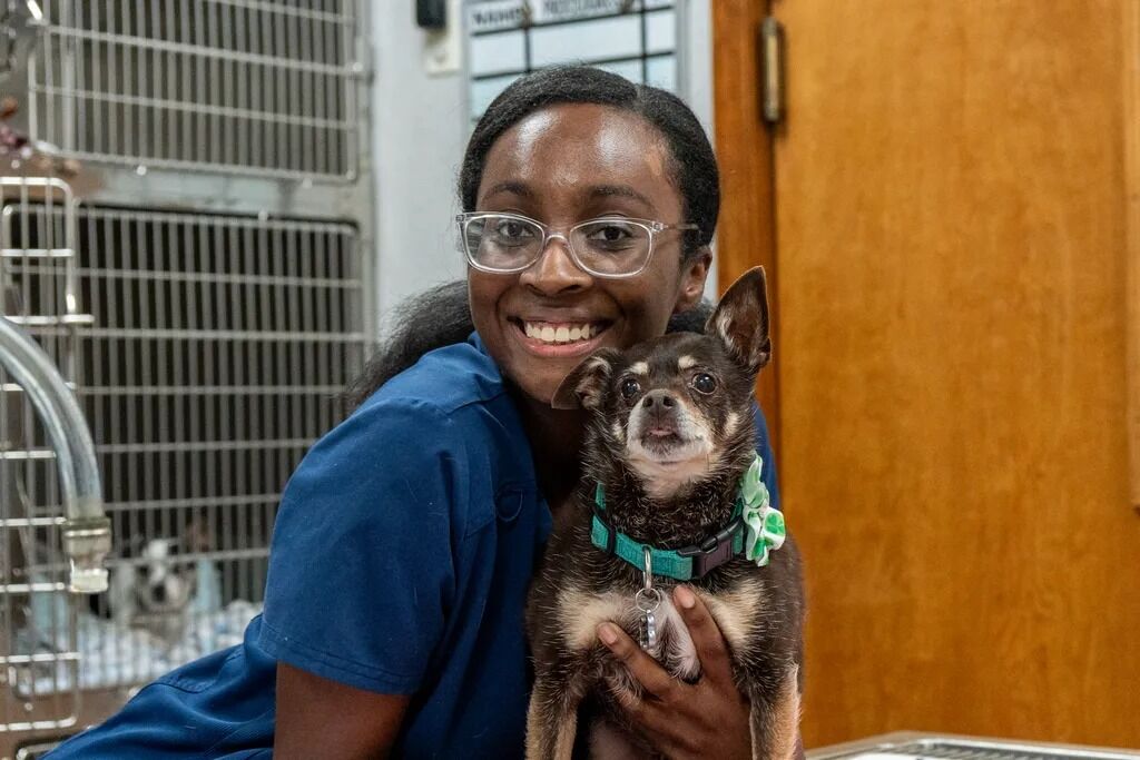 New York, Job Seekers, Fox & Friends Animal Hospital