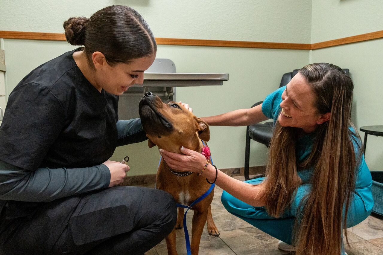New York, Job Seekers, Fox & Friends Animal Hospital