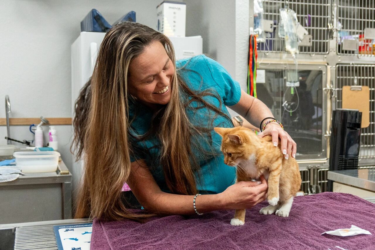 New York, Job Seekers, Fox & Friends Animal Hospital