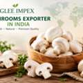 Premium Mushroom Exporter In India – Glee Impex
