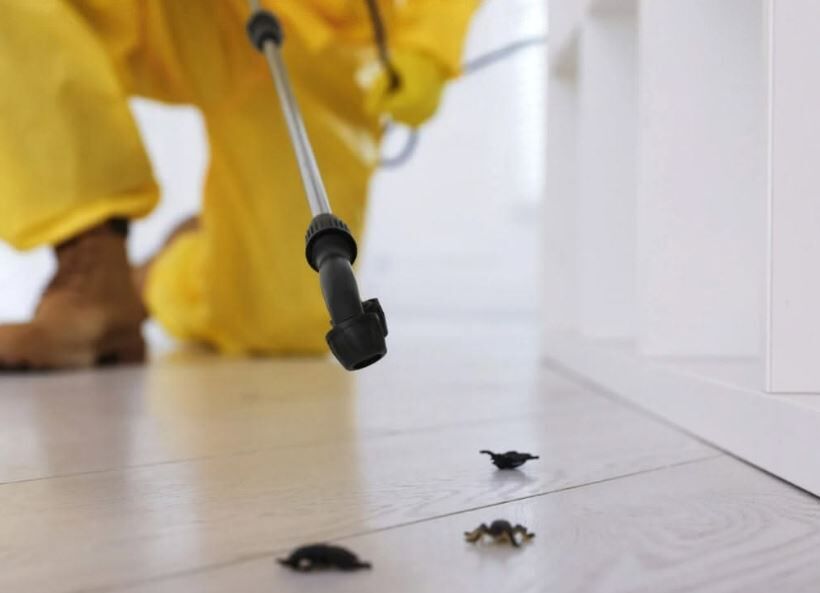 Karachi, Pest Control, Insect Control