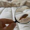 Bed Bug Pest Control Services