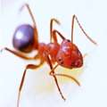 Ants Control In NJ | ALCO Animal & Pest Control