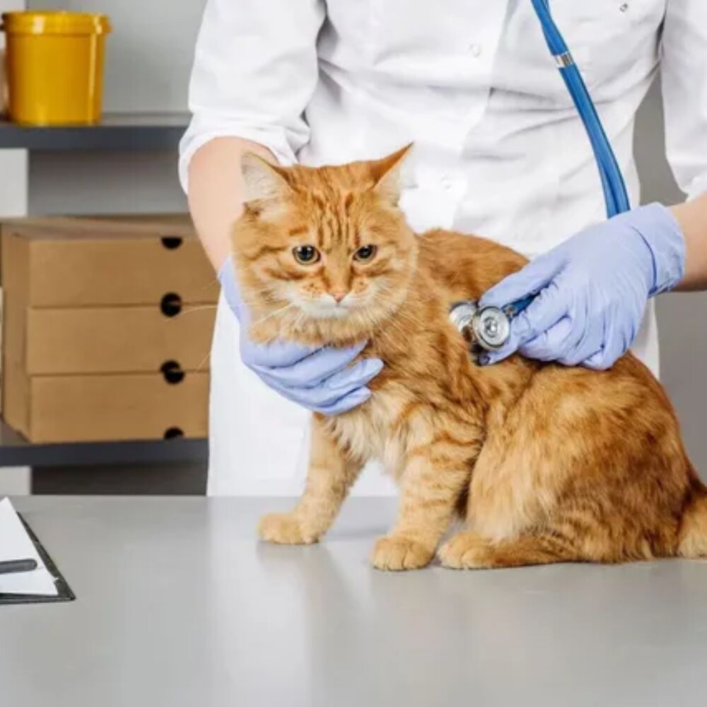New York, Dental, Pet Emergencies Hospital: Fast Care When Every Moment Matters
