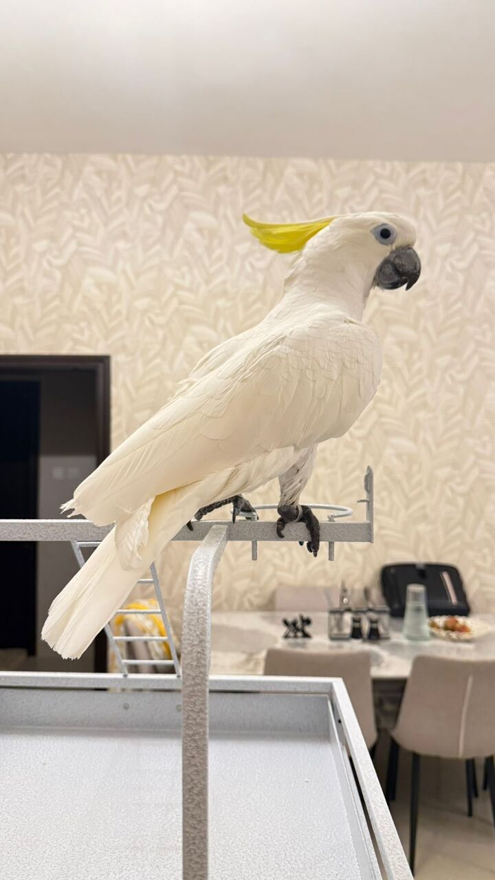 Riyadh, Pet Supplies, SAR 10000,  Triton Cockatoo