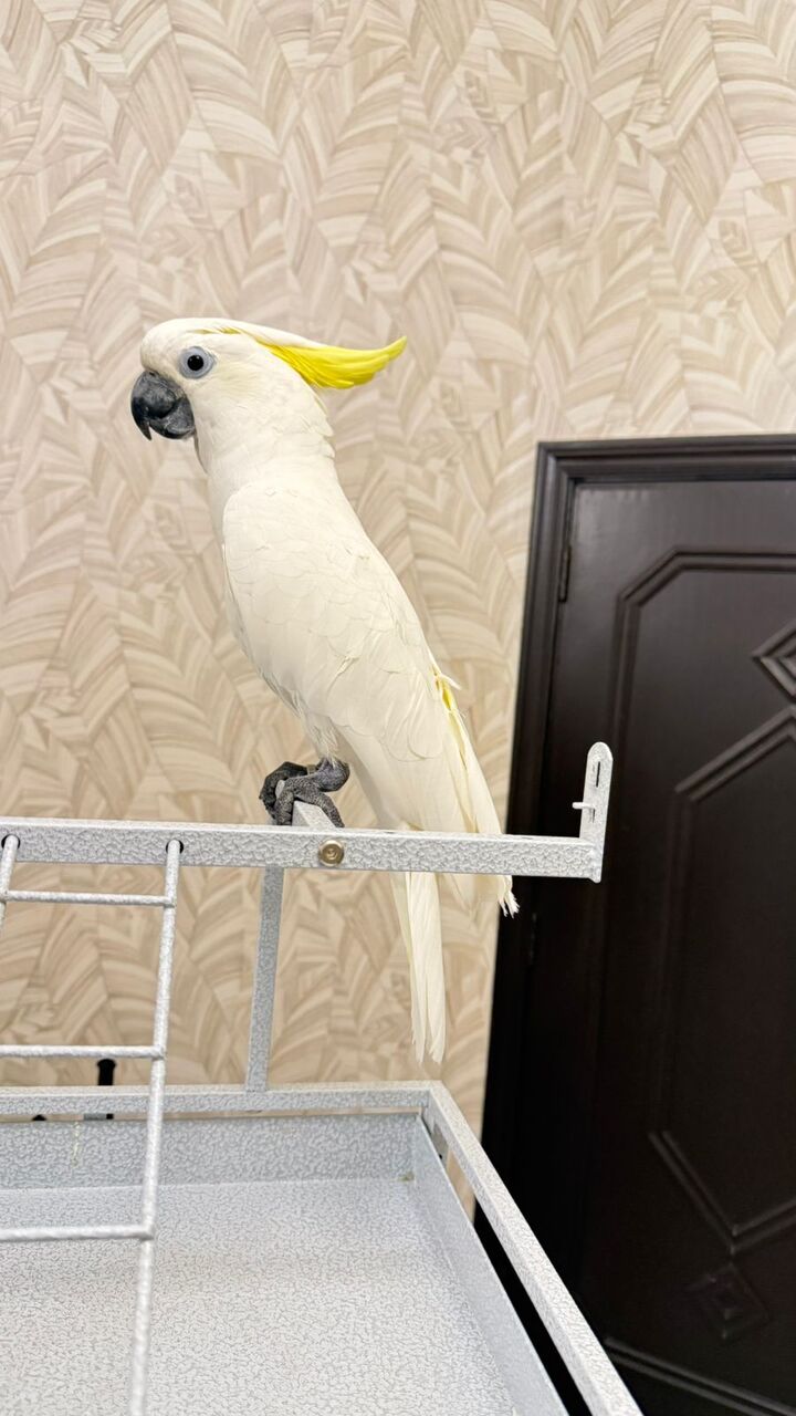 Riyadh, Pet Supplies, SAR 10000,  Triton Cockatoo