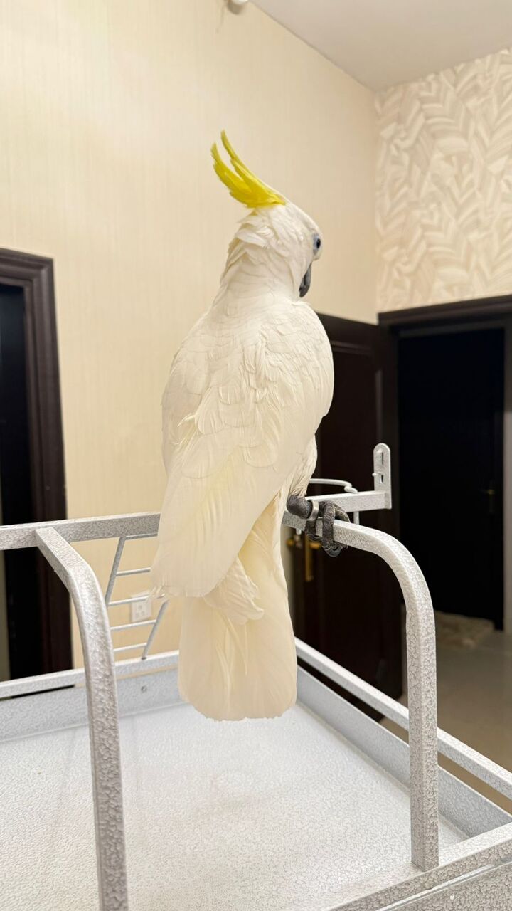 Riyadh, Pet Supplies, SAR 10000,  Triton Cockatoo