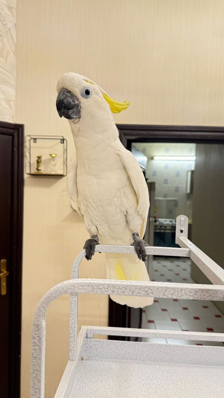 Riyadh, Pet Supplies, SAR 10000,  Triton Cockatoo
