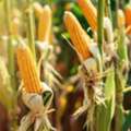USD 4,  Corn Golden Bantam Seeds | Heirloom Sweet Corn For Sale
