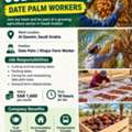 URGENT JOB VACANCY &ndash; DATE PALM WORKERS