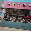 SAR 1500,  Wooden Bunker Bed For Kids With 4 Door Almira, Dining And Center Tables