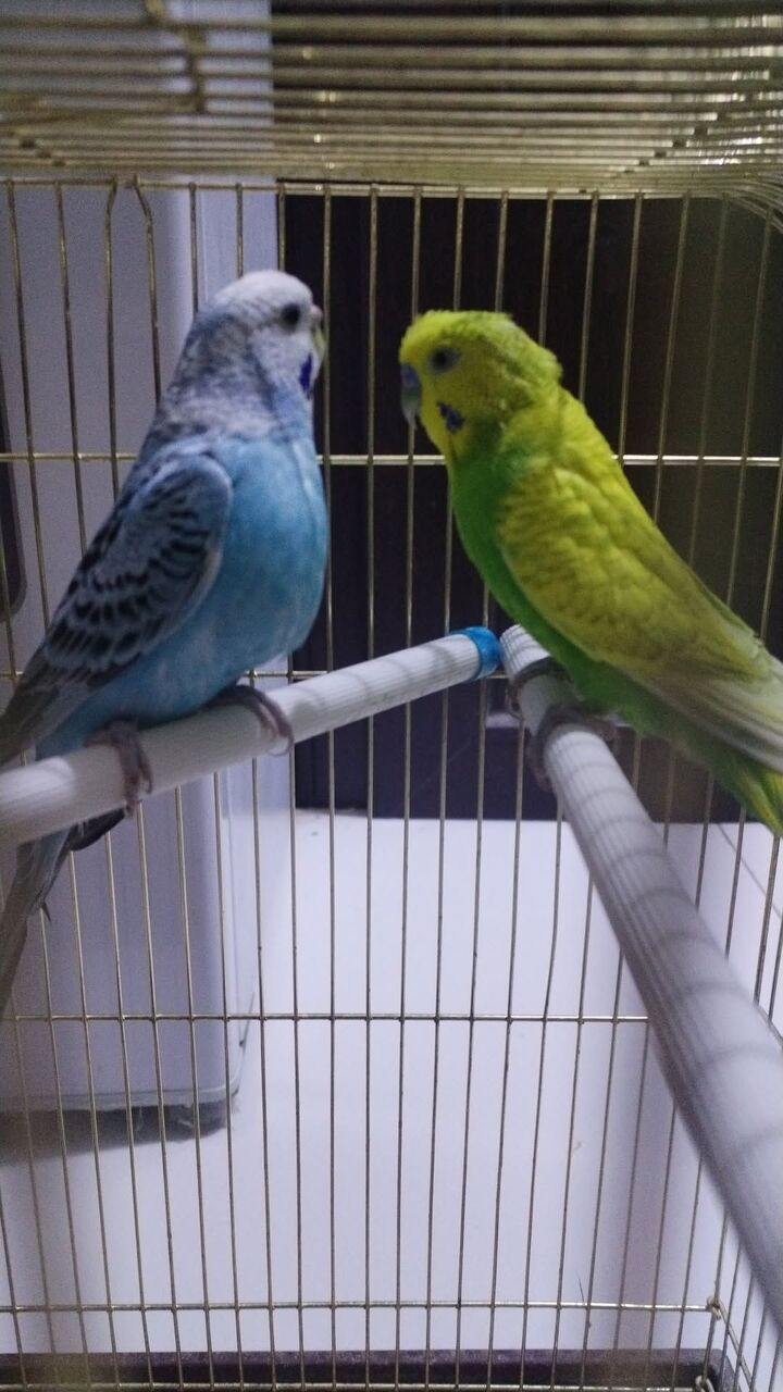 Al Malaz, Pet Supplies, SAR 150,  Budgies Pair With Cage