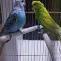 SAR 150,  Budgies Pair With Cage
