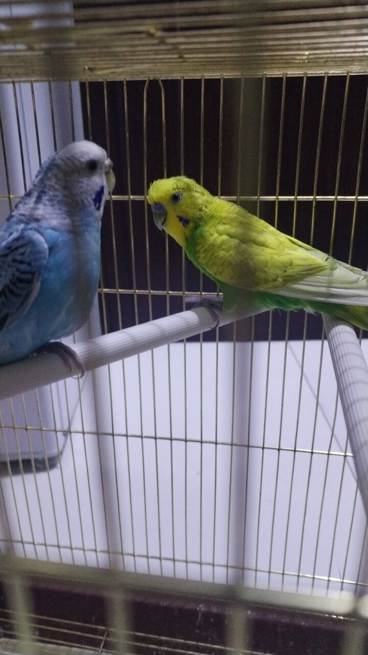 Al Malaz, Pet Supplies, SAR 150,  Budgies Pair With Cage