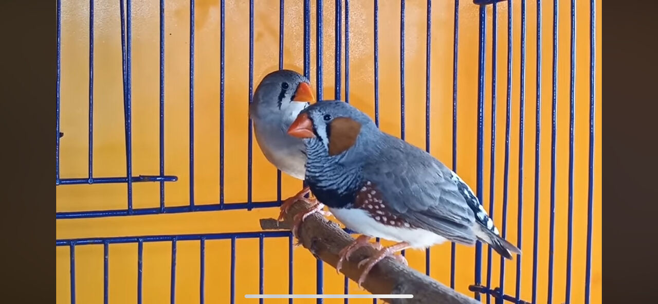 Dammam, Pet Supplies, SAR 80,  White Finch & Zebra Finch Bird For Sale / Budgies / Parrot