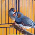 SAR 80,  White Finch & Zebra Finch Bird For Sale / Budgies / Parrot