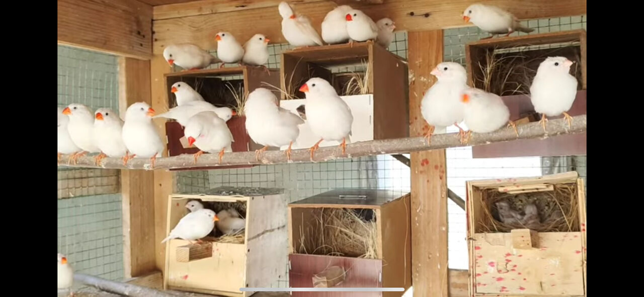 Dammam, Pet Supplies, SAR 80,  White Finch & Zebra Finch Bird For Sale / Budgies / Parrot