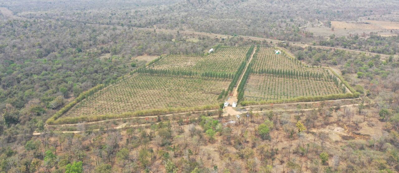 Mumbai, Agricultural Land, Buy Agricultural Land In Maharashtra: Explore Sandalwood Land In Nagpur