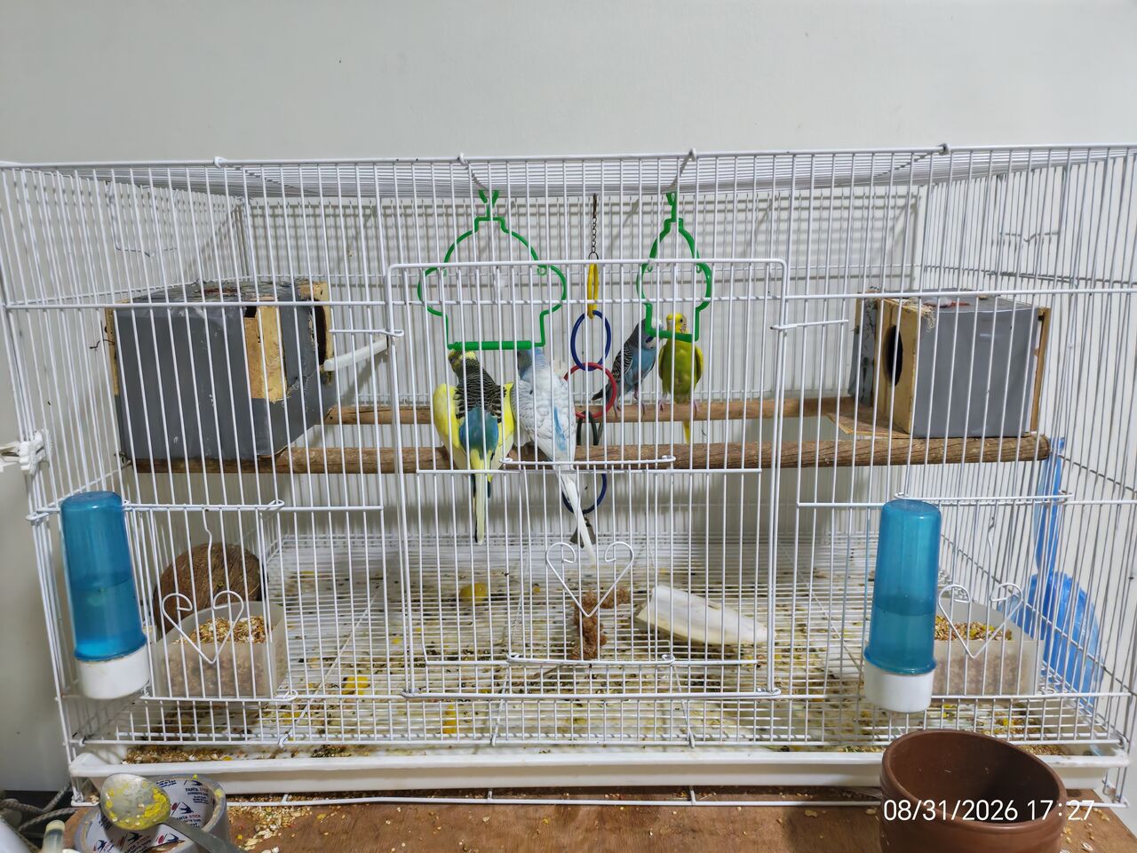 Jubail, Pet Supplies, SAR 375,  Budgies Birds