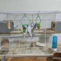 SAR 375,  Budgies Birds
