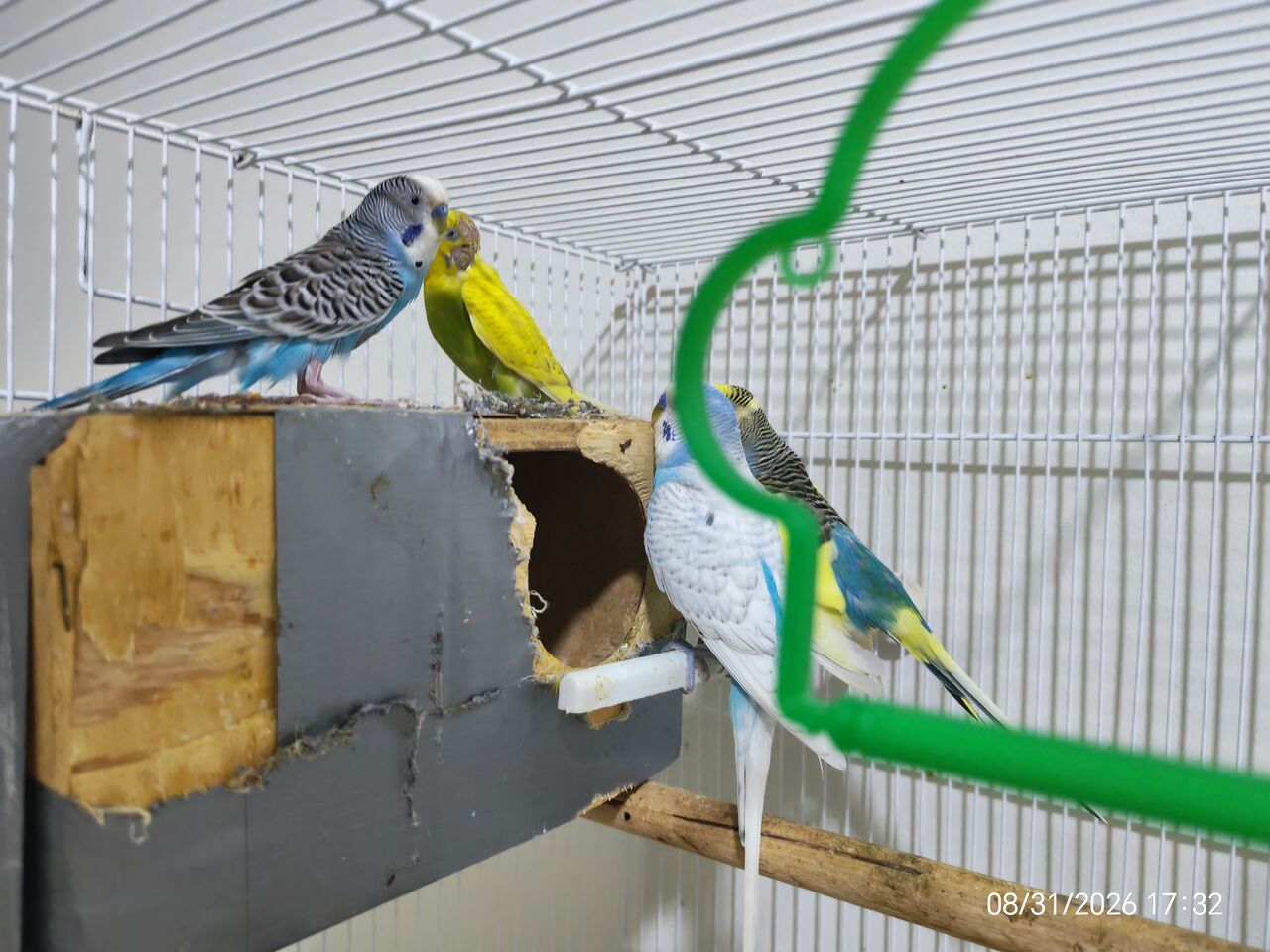 Jubail, Pet Supplies, SAR 375,  Budgies Birds