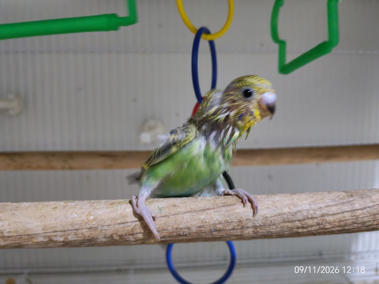 Jubail, Pet Supplies, SAR 375,  Budgies Birds