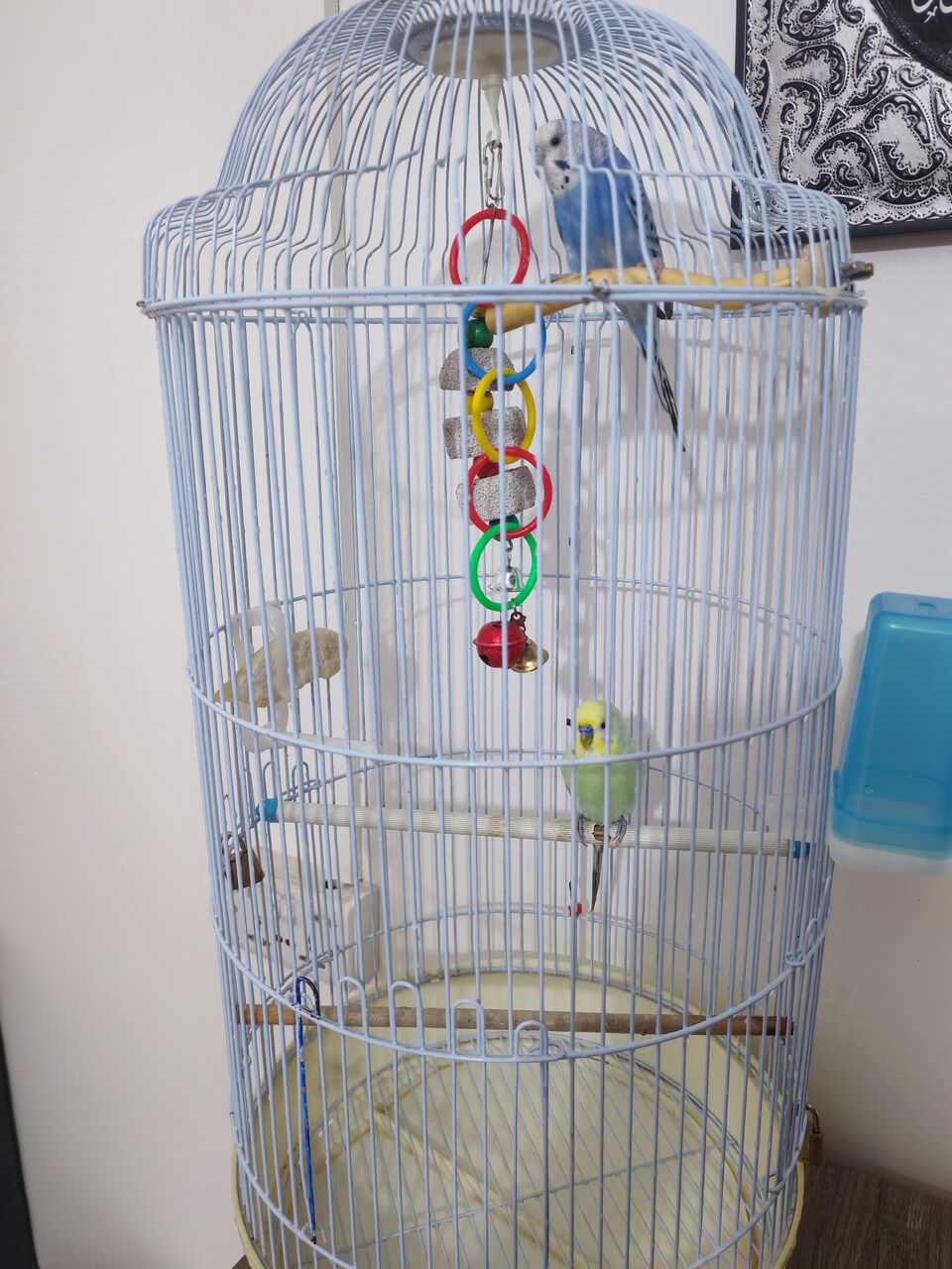 Jeddah, Pet Supplies, SAR 150,  For Sale 1 Pair Of Budgies