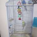SAR 150,  For Sale 1 Pair Of Budgies