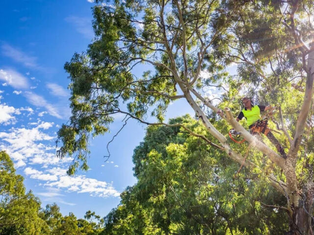 Sydney, Business, Tree Removal Service Adelaide East