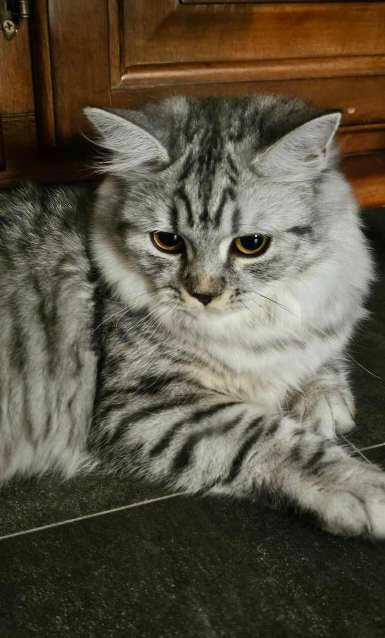Al Masiaf, Pet Supplies, SAR 300,  Cat For Sale