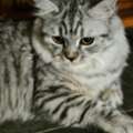 SAR 300,  Cat For Sale