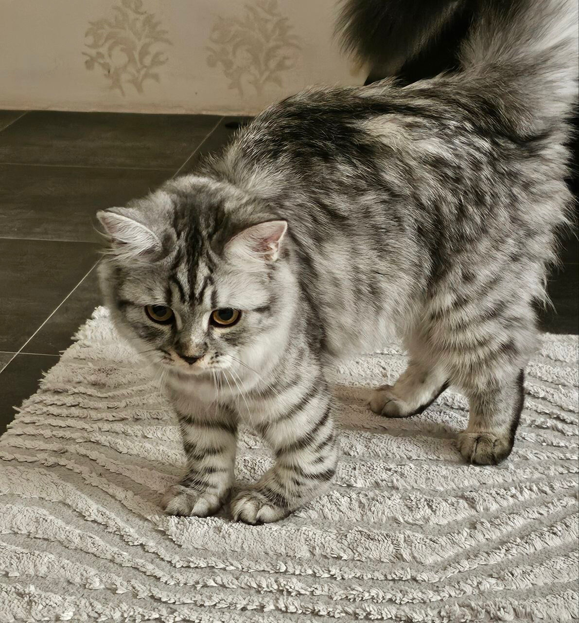 Al Masiaf, Pet Supplies, SAR 300,  Cat For Sale