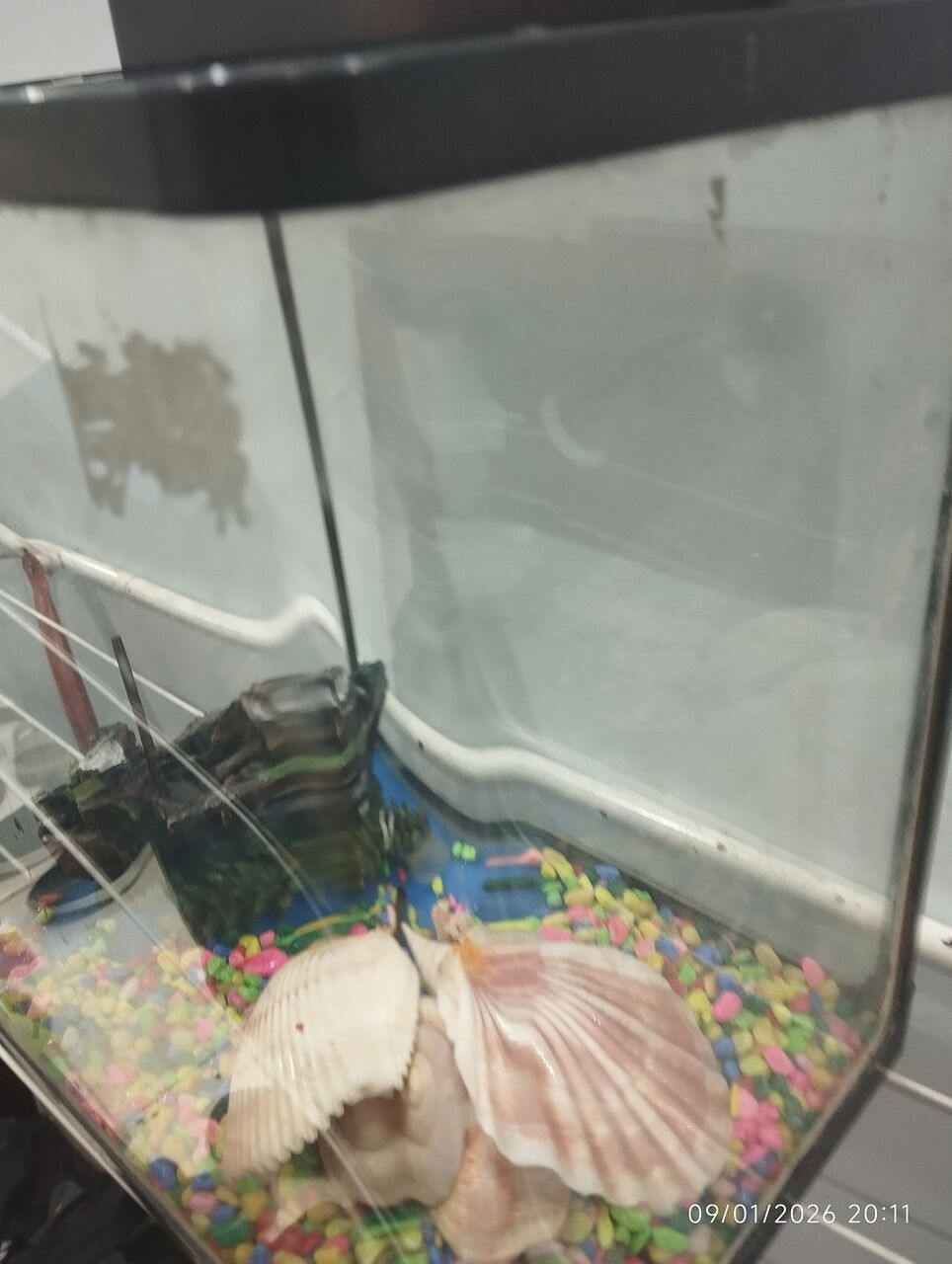 Al Nahda, Pet Supplies, SAR 60,  Fish Aquirium For Sale With Decoration. Only Box Without Roof Top And Pump