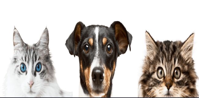 Melbourne, Pet Sitting, Schedule An Appointment At A Leading Melbourne Vet Clinic Today