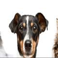 Schedule An Appointment At A Leading Melbourne Vet Clinic Today