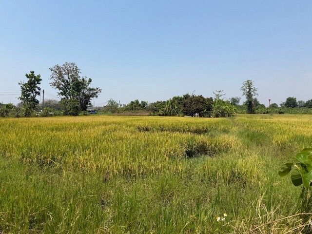 Bangkok, Real Estate For Sale, THB 2200000,  6 BR,  488 Sq. Feet,  ขายที่ดินเปล่า ท่าวังตาล สารภี เช