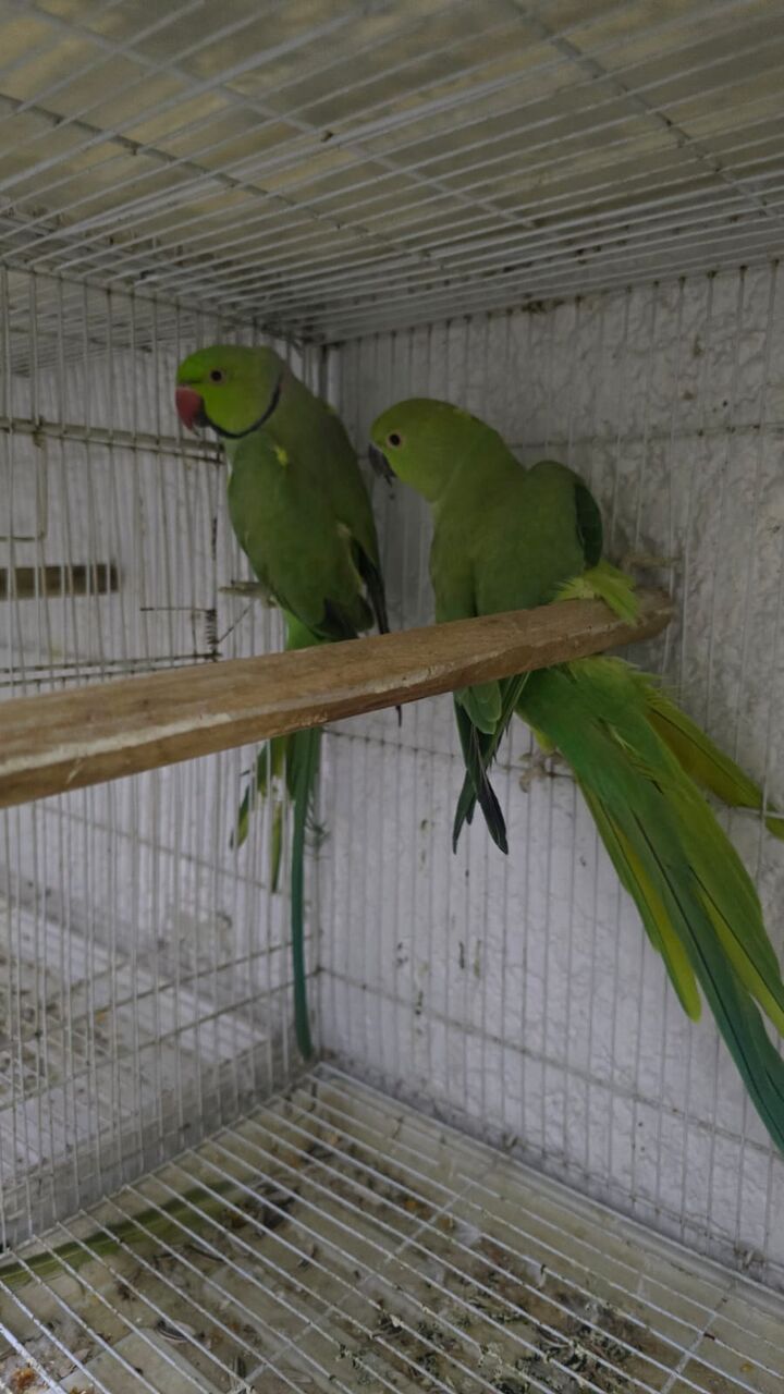 Dammam, Pet Supplies, SAR 950,  Indian Ringneck Parrots Breeding Pair,