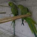 SAR 950,  Indian Ringneck Parrots Breeding Pair,