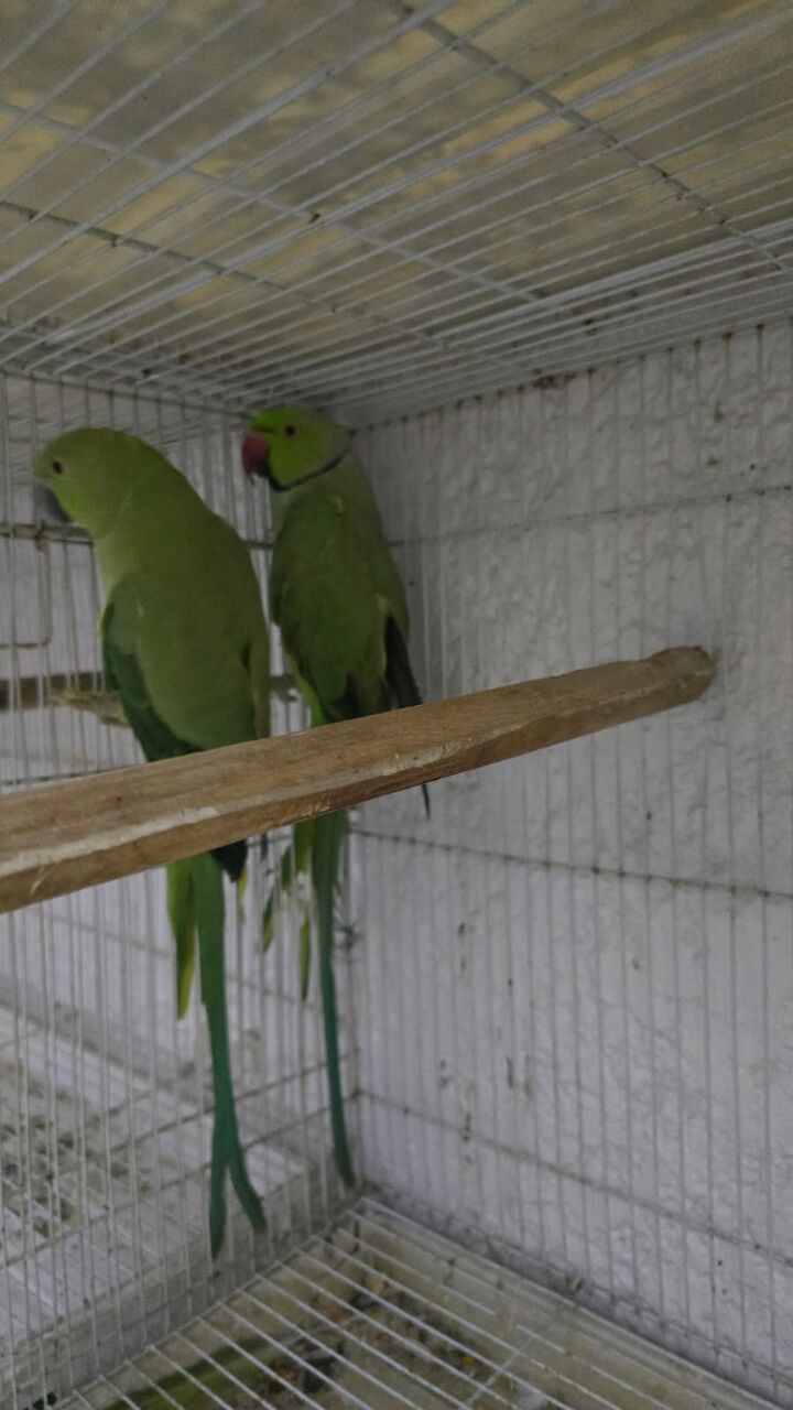 Dammam, Pet Supplies, SAR 950,  Indian Ringneck Parrots Breeding Pair,