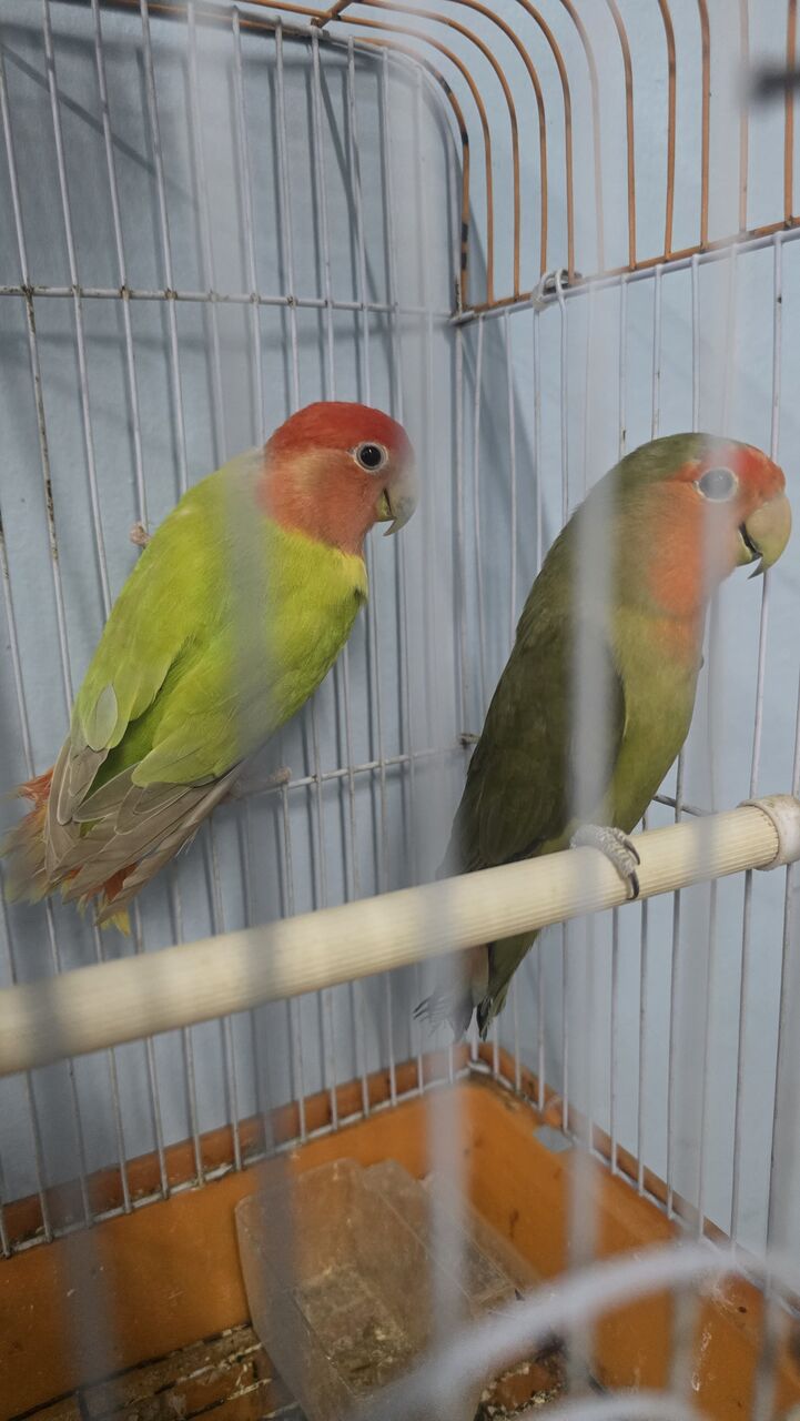 Dammam, Pet Supplies, SAR 280,  Rose Love Birds