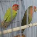 SAR 280,  Rose Love Birds