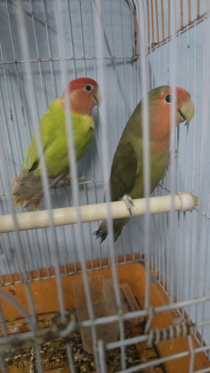 Dammam, Pet Supplies, SAR 280,  Rose Love Birds