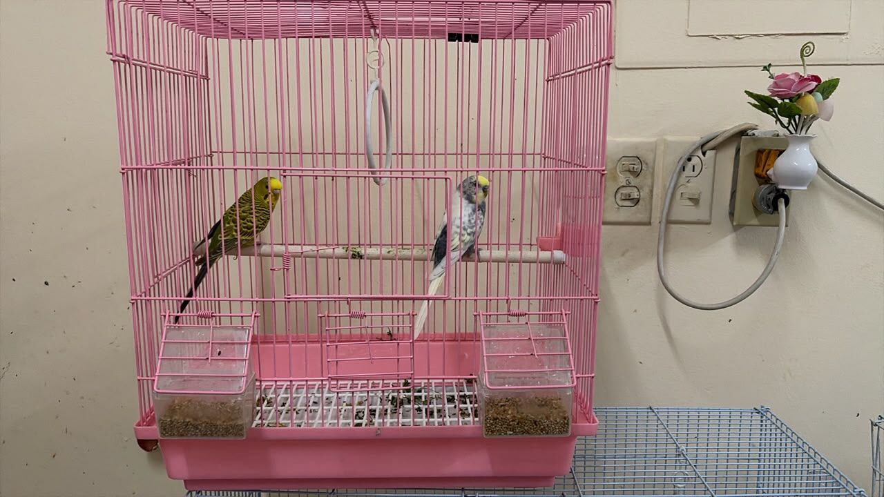 Akrabia, Pet Supplies, SAR 200,  Birds 1 Pair