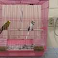 SAR 180,  Birds 1 Pair