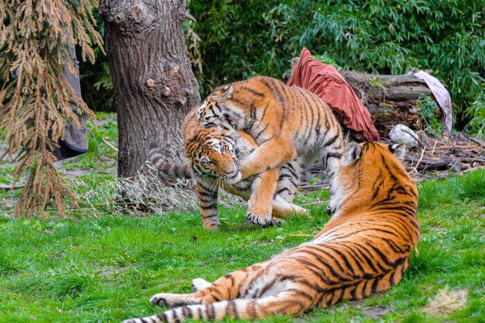 Miami, Event Planning, Lion & Tiger Rentals For Private Events