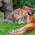 Lion & Tiger Rentals For Private Events